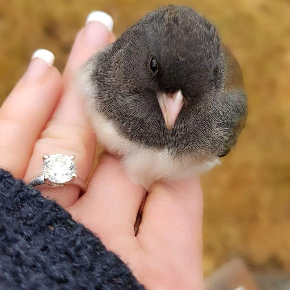 Meet your Posher, Lora